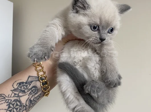 Safkan British Shorthair Bluepoint Yavrular görsel