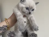 Safkan British Shorthair Bluepoint Yavrular
