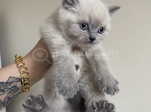 Safkan British Shorthair Bluepoint Yavrular görsel