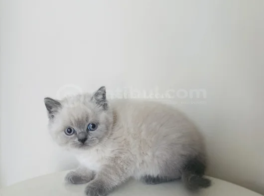 Safkan British Shorthair Bluepoint Yavrular görsel
