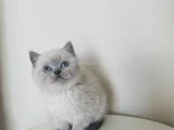 Safkan British Shorthair Bluepoint Yavrular