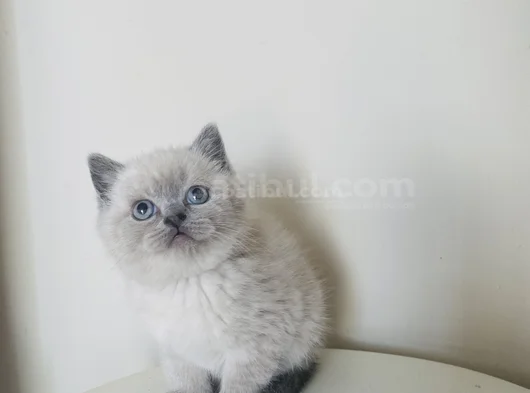 Safkan British Shorthair Bluepoint Yavrular