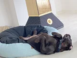 Aci̇l Çakir Gözlü Labrador