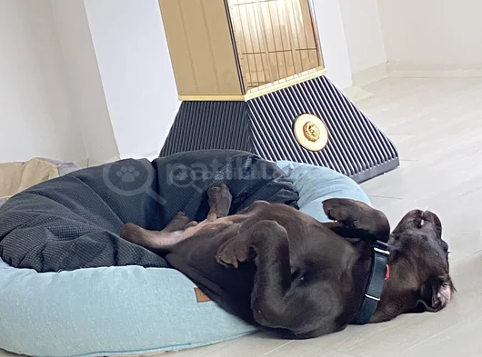 Aci̇l Çakir Gözlü Labrador görsel