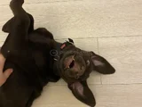 Aci̇l Çakir Gözlü Labrador