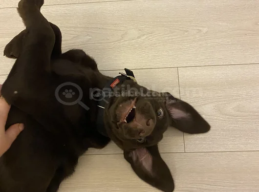 Aci̇l Çakir Gözlü Labrador görsel