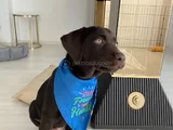 ACİL ÇAKIR GÖZLÜ LABRADOR