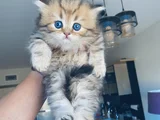 British longhair sevimli yavrular