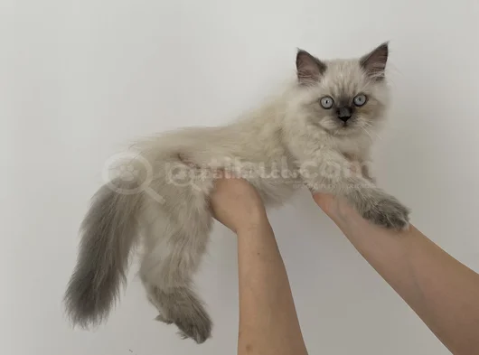 Aci̇l 2 Aylık British Long Hair Yavularımız görsel