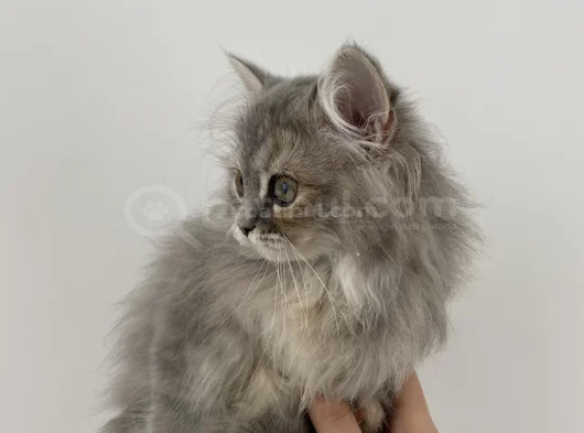 Aci̇l 2 Aylık British Long Hair Yavularımız görsel