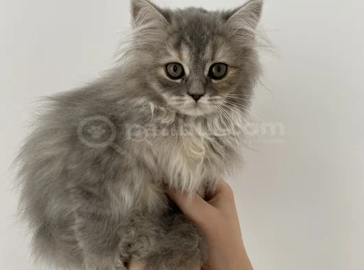 Aci̇l 2 Aylık British Long Hair Yavularımız görsel