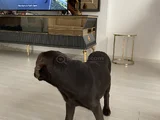 Aci̇l Çakir Gözlü Labrador