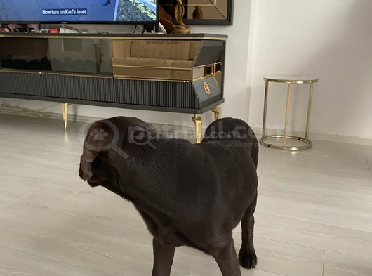 Aci̇l Çakir Gözlü Labrador görsel