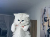 British Longhair Sevimli Yavrular
