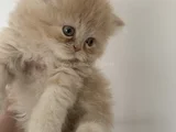 Safkan Kaliteli Longhair bebekler