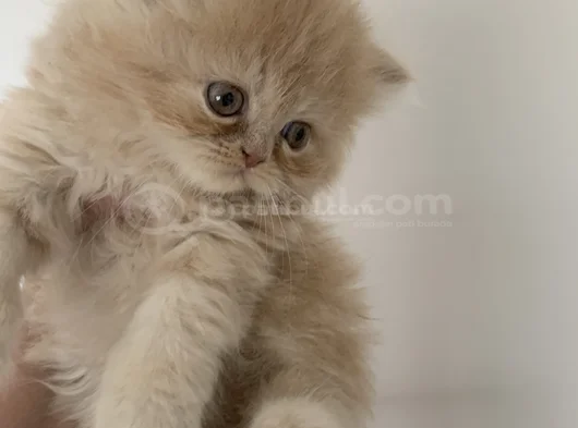 Safkan Kaliteli Longhair Bebekler