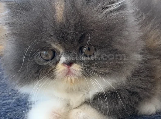 Safkan Kaliteli Longhair Bebekler görsel