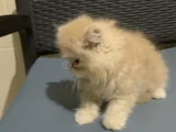 Safkan Kaliteli Longhair Bebekler