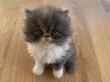 Safkan Kaliteli Longhair Bebekler