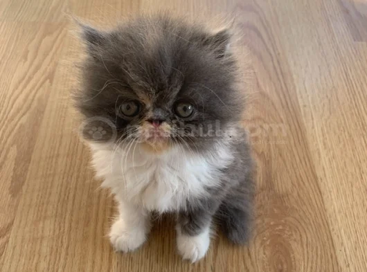 Safkan Kaliteli Longhair Bebekler görsel