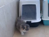 Safkan Kaliteli Longhair Bebekler