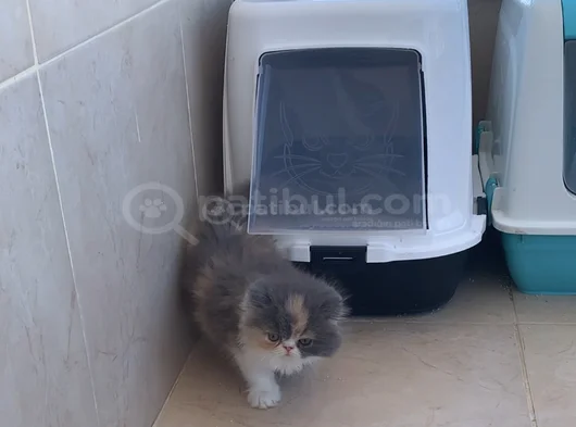 Safkan Kaliteli Longhair Bebekler görsel