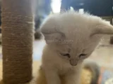Safkan Bri̇ti̇sh Short Hai̇r Bluepoi̇nt Yavrumiz