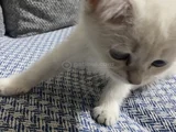 Safkan Bri̇ti̇sh Short Hai̇r Bluepoi̇nt Yavrumiz