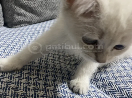 Safkan Bri̇ti̇sh Short Hai̇r Bluepoi̇nt Yavrumiz görsel