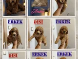 Ev ortamında Bakılıp Büyütülen Yavrularımızın Yavrucukları