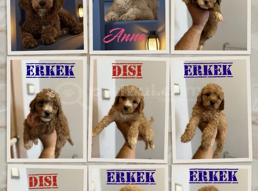 Ev Ortamında Bakılıp Büyütülen Yavrularımızın Yavrucukları