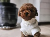 Red Brown Toy Poodle Bebekler