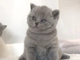 Kucak Delisi Gri British Shorthair Yavrumuz
