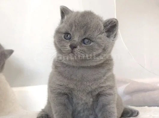 Kucak Delisi Gri British Shorthair Yavrumuz görsel