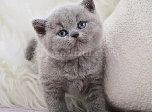 Kucak Delisi Gri British Shorthair Yavrumuz