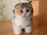 Minnak Golden British Shorthair Ny24 yavrumuz