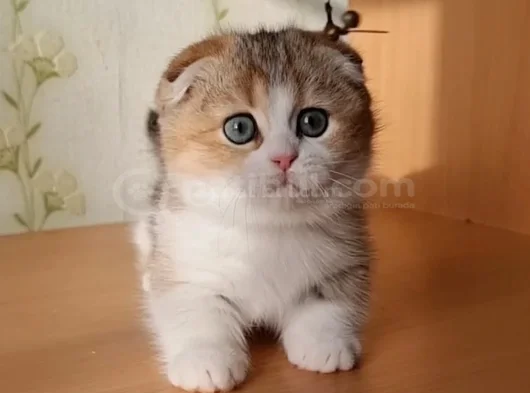 Minnak Golden British Shorthair Ny24 yavrumuz