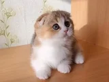 Minnak Golden British Shorthair Ny24 Yavrumuz
