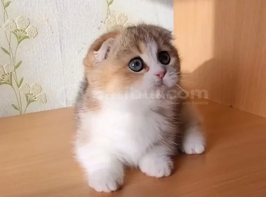 Minnak Golden British Shorthair Ny24 Yavrumuz görsel
