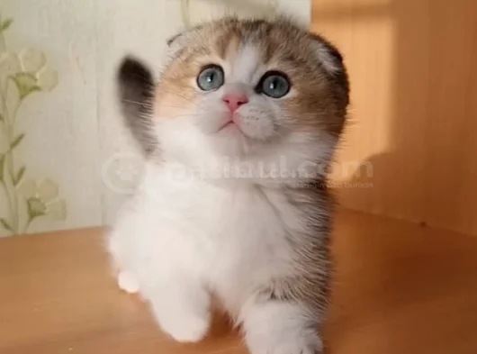 Minnak Golden British Shorthair Ny24 Yavrumuz görsel