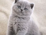Kucak Delisi Gri British Shorthair Yavrumuz