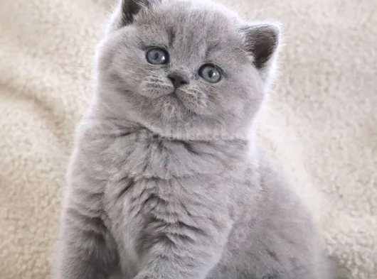 Kucak Delisi Gri British Shorthair Yavrumuz görsel