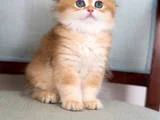 Golden Yeleli British Longhair Yavrumuz