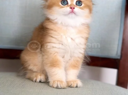 Golden Yeleli British Longhair Yavrumuz görsel