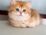Golden Yeleli British Longhair yavrumuz