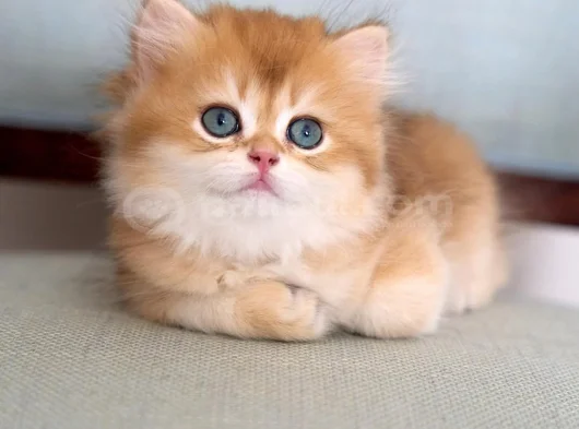 Golden Yeleli British Longhair Yavrumuz