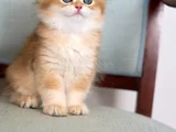 Golden Yeleli British Longhair Yavrumuz
