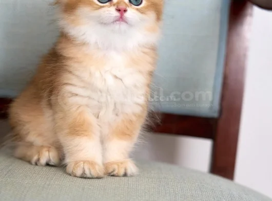 Golden Yeleli British Longhair Yavrumuz görsel