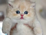 Bebeksi Golden Pawn British Shorthair Yavrumuz