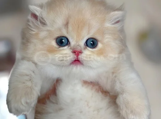 Bebeksi Golden Pawn British Shorthair Yavrumuz görsel